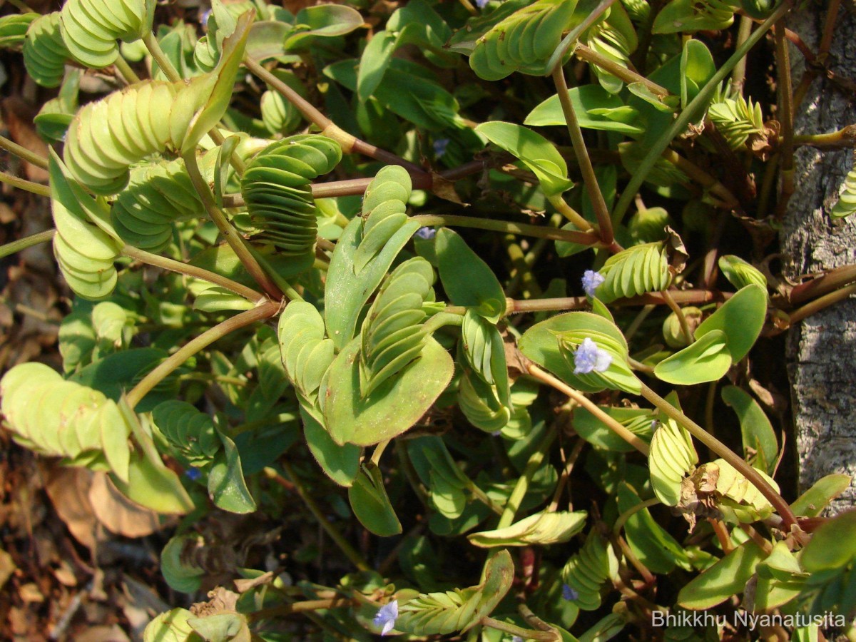 Cyanotis cristata (L.) D.Don